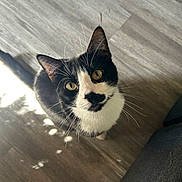 Gordo is registered to the contest to win money with this photo: cat, black_and_white, yellow_eyes, whiskers, floor, wooden_floor, indoor, pet, curious, looking_up, feline, animal, domestic_cat, fur, ears, tail, shadow, sunlight, close_up, portrait