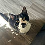 cat, black_and_white, yellow_eyes, whiskers, floor, wooden_floor, indoor, pet, curious, looking_up, feline, animal, domestic_cat, fur, ears, tail, shadow, sunlight, close_up, portrait