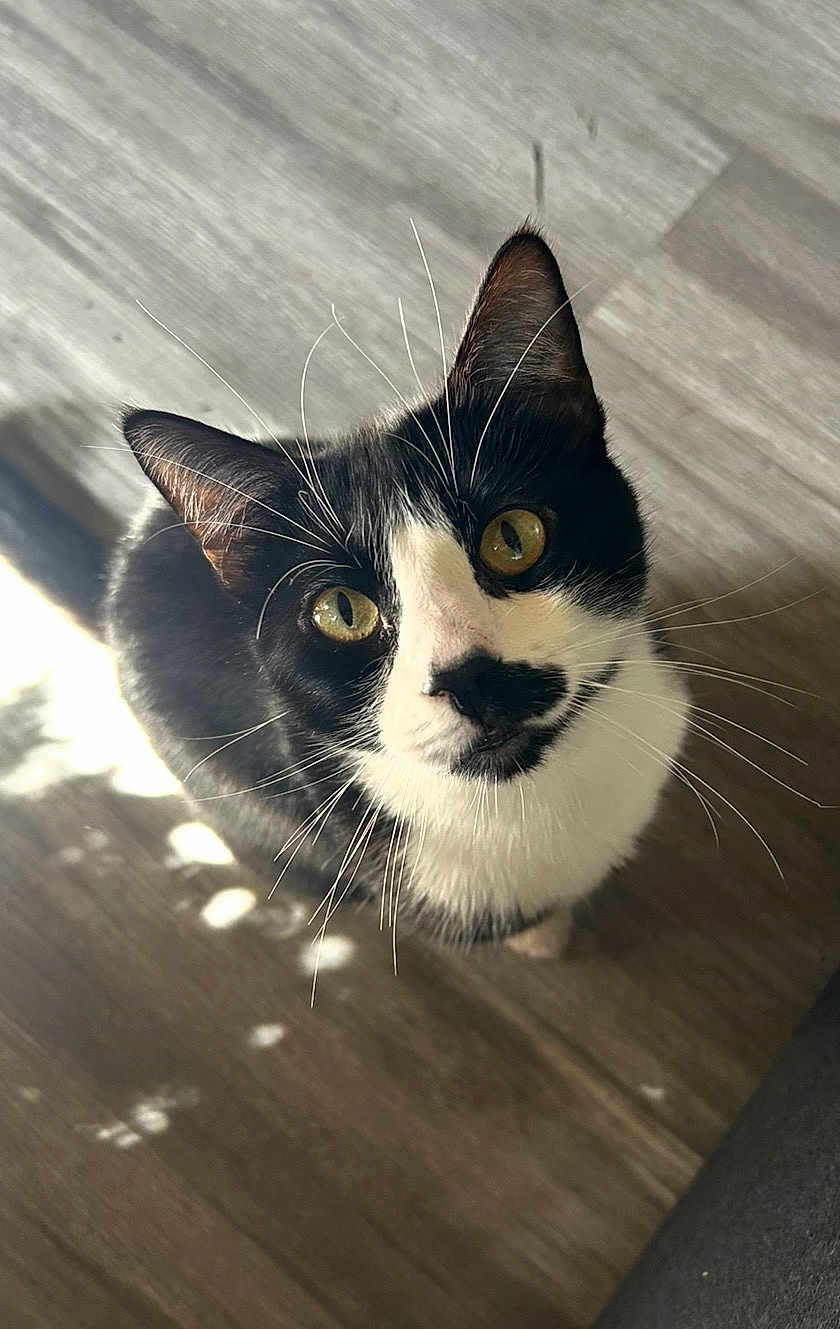 Gordo is registered to the contest to win money with this photo: cat, black_and_white, whiskers, yellow_eyes, curious, pet, indoor, wooden_floor, natural_light, shadow, close_up, animal, feline, looking_up, cute, domestic, portrait, soft_light, flooring, playful_shadows