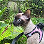 cat, siamese_cat, blue_eyes, pink_harness, leash, garden, greenery, plants, leaves, outdoor, nature, animal, pet, curious, alert, close_up, mammal, feline, domestic_cat, side_profile