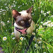 Aïka participe au concours pour gagner de l'argent avec cette photo : cat, siamese_cat, harness, leash, grass, daisies, flowers, outdoor, garden, greenery, sunlight, nature, pet, animal, curious, closeup, summer, daylight, plant, flora