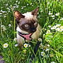 cat, siamese_cat, harness, leash, grass, daisies, flowers, outdoor, garden, greenery, sunlight, nature, pet, animal, curious, closeup, summer, daylight, plant, flora