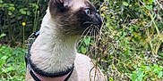 Aïka a rejoint le concours — aidez-le/la à gagner de superbes lots ! alert, animal, blue_eyes, cat, curious, ears, feline, garden, grass, greenery, harness, leash, nature, outdoor, pet, plants, siamese_cat, side_view, whiskers, wild_plants