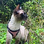 Aïka a rejoint le concours — aidez-le/la à gagner de superbes lots ! cat, siamese_cat, harness, pet, animal, outdoor, greenery, plants, grass, wild_plants, nature, feline, curious, alert, side_view, whiskers, ears, blue_eyes, garden, leash
