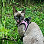 cat, siamese_cat, pink_harness, outdoor, greenery, plants, wild_plants, grass, tongue_out, pet, animal, feline, nature, curious, sitting, leaves, closeup, cute, domestic_cat, young_cat
