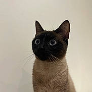 Aïka a rejoint le concours — aidez-le/la à gagner de superbes lots ! alone, animal, background, blue_eyes, cat, closeup, curious, cute, domestic_animal, ears, feline, fur, indoor, looking, mammal, pet, portrait, siamese_cat, soft_light, whiskers