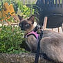 Aïka a rejoint le concours — aidez-le/la à gagner de superbes lots ! cat, siamese_cat, harness, leash, outdoor, garden, plants, greenery, stone_ledge, blue_eyes, pet, animal, feline, nature, daylight, chairs, backyard, curious, sitting, fur