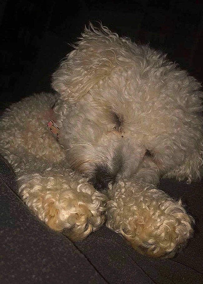 Ola participe au concours pour gagner de l'argent avec cette photo : bolognese, bolonka, canidae, carnivore, cockapoo, dog, dog_breed, glen_of_imaal_terrier, goldendoodle, irish_soft_coated_wheaten_terrier, lagotto_romagnolo, miniature_poodle, non_sporting_group, poodle, poodle_crossbreed, schnoodle, sporting_group, terrier, toy_dog, toy_poodle