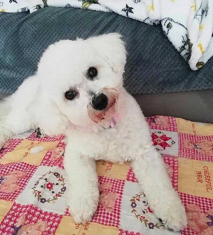 Ola participe au concours pour gagner de l'argent avec cette photo : bichon, bichon_frise, bolognese, bolonka, canidae, carnivore, companion_dog, dog, dog_breed, maltepoo, maltese, mammal, non_sporting_group, nose, puppy, puppy_love, rare_breed_dog, toy_dog, toy_poodle, vertebrate