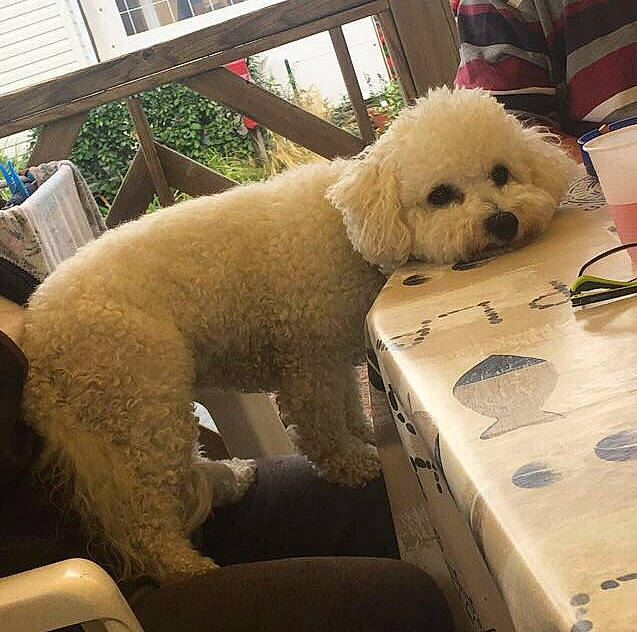 Ola participe au concours pour gagner de l'argent avec cette photo : bichon, bichon_frise, canidae, carnivore, cockapoo, companion_dog, dog, dog_breed, goldendoodle, maltepoo, mammal, miniature_poodle, non_sporting_group, nose, poodle, poodle_crossbreed, puppy, snout, toy_poodle, vertebrate