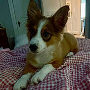 Yoshi joined the competition — help win amazing prizes! animal, bed, blanket, brown, checkered, cozy, curious, cute, dog, door, ears, fur, furniture, indoor, pet, puppy, resting, room, soft_light, white