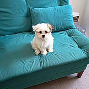 Bonnie participe au concours pour gagner de l'argent avec cette photo : puppy, dog, small_dog, fluffy, teal_couch, couch, cushion, indoor, pet, floor, wooden_floor, furniture, home, cute, sitting, looking, adorable, animal, cozy, living_room