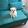 puppy, dog, small_dog, fluffy, teal_couch, couch, cushion, indoor, pet, floor, wooden_floor, furniture, home, cute, sitting, looking, adorable, animal, cozy, living_room