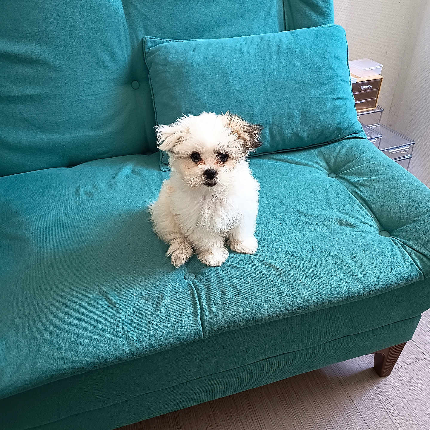 Bonnie participe au concours pour gagner de l'argent avec cette photo : puppy, dog, small_dog, fluffy, teal_couch, couch, cushion, indoor, pet, floor, wooden_floor, furniture, home, cute, sitting, looking, adorable, animal, cozy, living_room