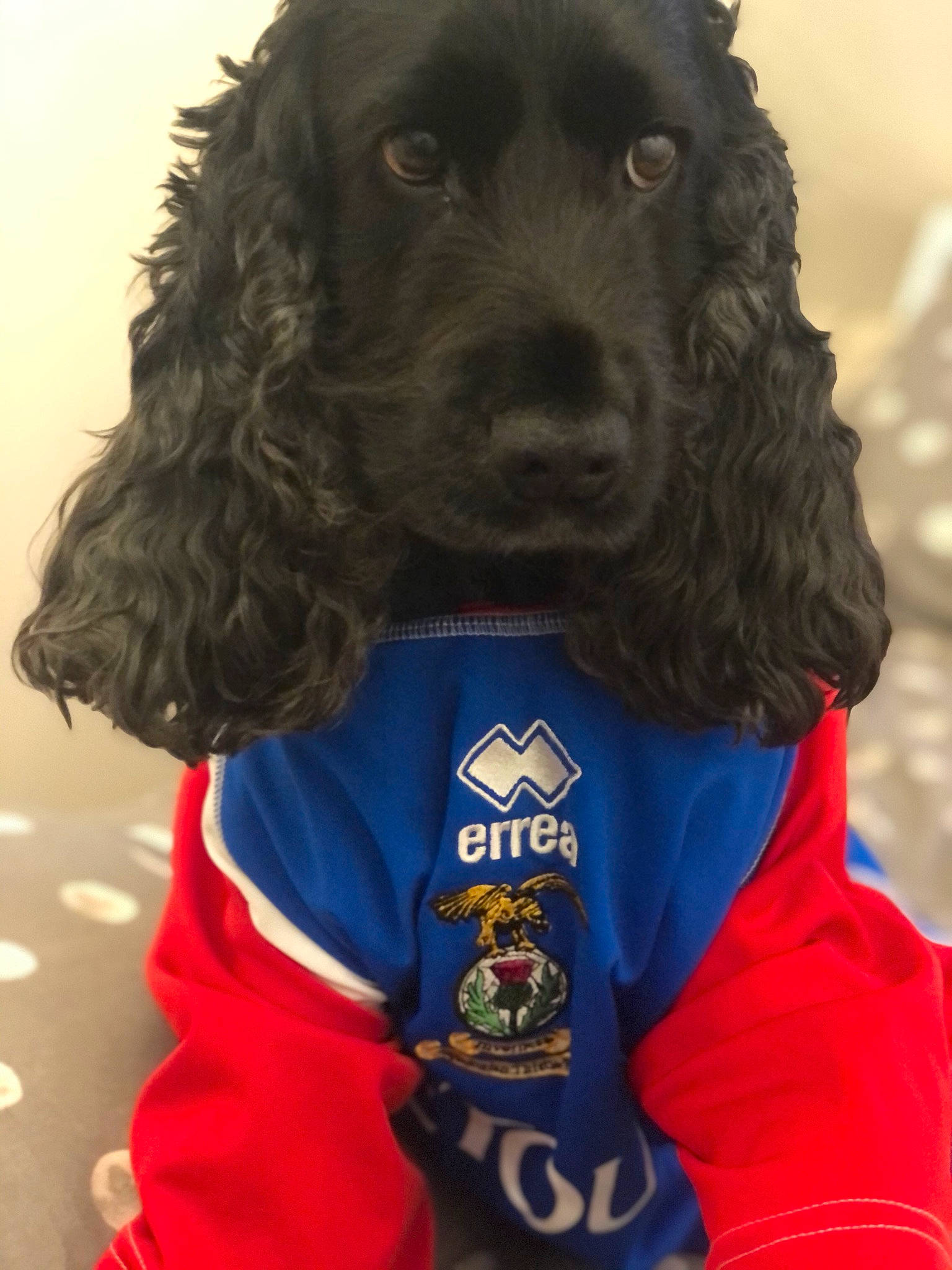 Brodie joined the competition — help win amazing prizes! canidae, carnivore, collar, companion_dog, dog, dog_breed, dog_collar, dog_supply, electric_blue, fur, hat, liver, personal_protective_equipment, retriever, sleeve, snout, spaniel, sporting_group, t_shirt, working_animal
