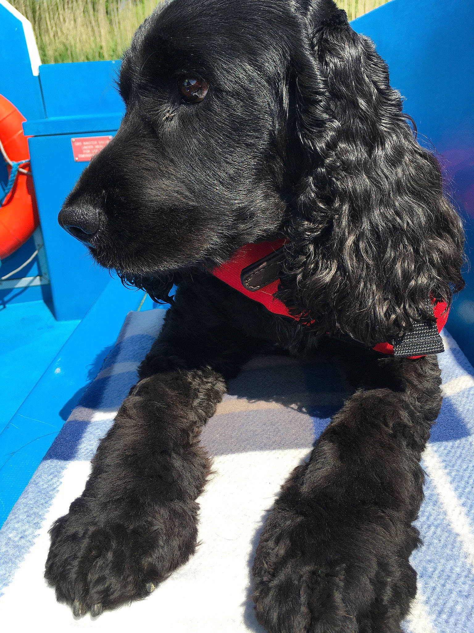 Brodie joined the competition — help win amazing prizes! canidae, carnivore, chair, collar, companion_dog, dog, dog_breed, dog_collar, dog_supply, electric_blue, fur, gun_dog, hunting_dog, liver, pet_supply, snout, sporting_group, water_dog, working_animal, working_dog