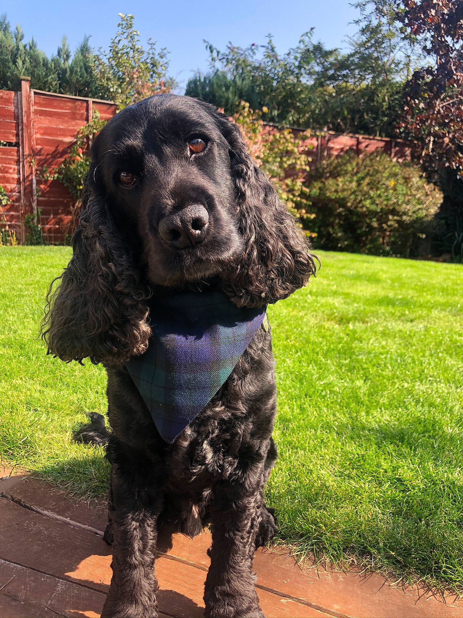 Brodie is registered to the contest to win money with this photo: canidae, carnivore, companion_dog, dog, dog_breed, dog_collar, grass, gun_dog, hunting_dog, liver, metal, plant, poodle, sky, snout, spaniel, sporting_group, tree, water_dog, working_animal