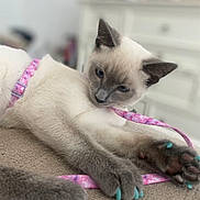 Ash joined the competition — help win amazing prizes! cat, kitten, siamese_cat, sleepy, relaxed, lying_down, pink_leash, turquoise_claws, paws, whiskers, blue_eyes, short_hair, cream_fur, dark_ears, dark_face, indoor, blanket, portrait, pet, close_up