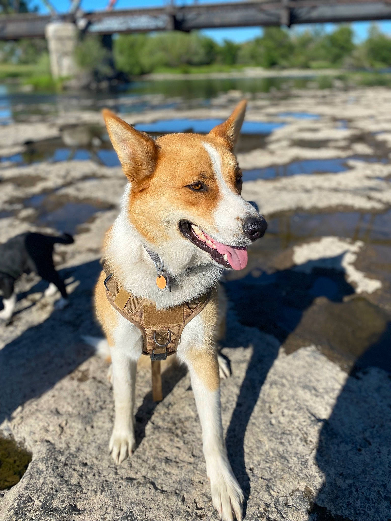 Beethoven is registered to the contest to win money with this photo: ancient_dog_breeds, carnivore, collar, companion_dog, dog, dog_breed, dog_collar, non_sporting_group, plant, sky, soil, sporting_group, tail, working_dog