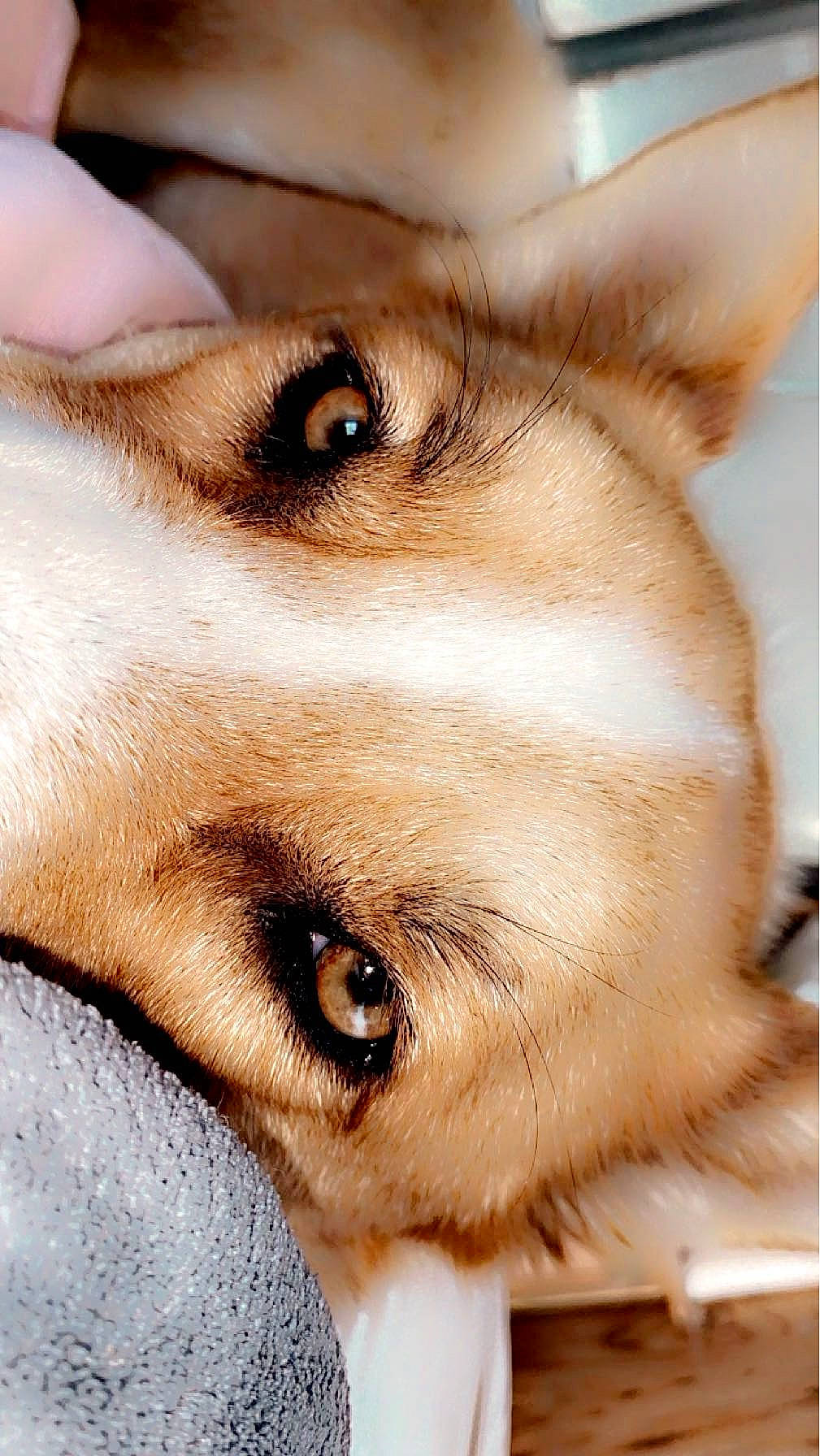 Beethoven is registered to the contest to win money with this photo: canidae, carnivore, close_up, companion_dog, dog, dog_breed, ear, eyelash, fawn, fur, jaw, photography, picture_frame, snout, sporting_group, terrestrial_animal, whiskers, wildlife, working_animal, working_dog