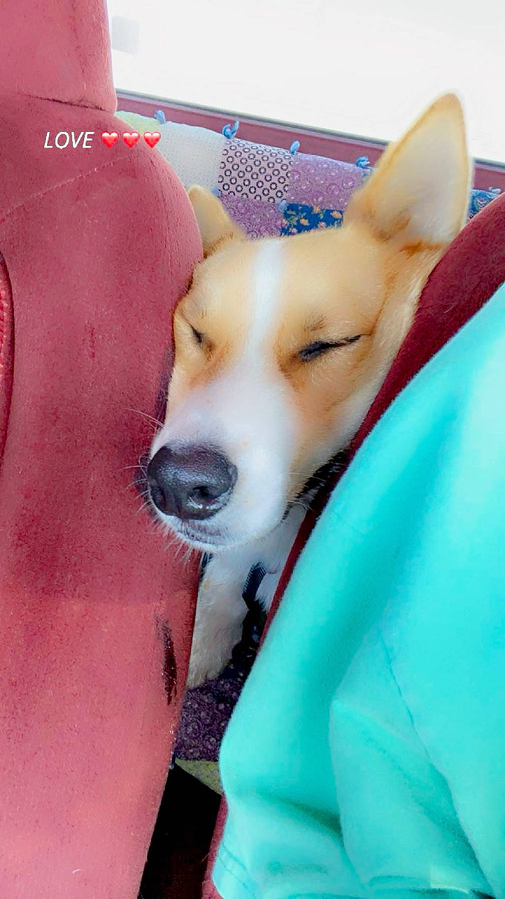 Beethoven is registered to the contest to win money with this photo: canidae, carnivore, collar, comfort, companion_dog, dog, dog_breed, dog_supply, fawn, fur, herding_dog, human_leg, non_sporting_group, puppy, snout, sporting_group, tail, whiskers, working_animal, working_dog