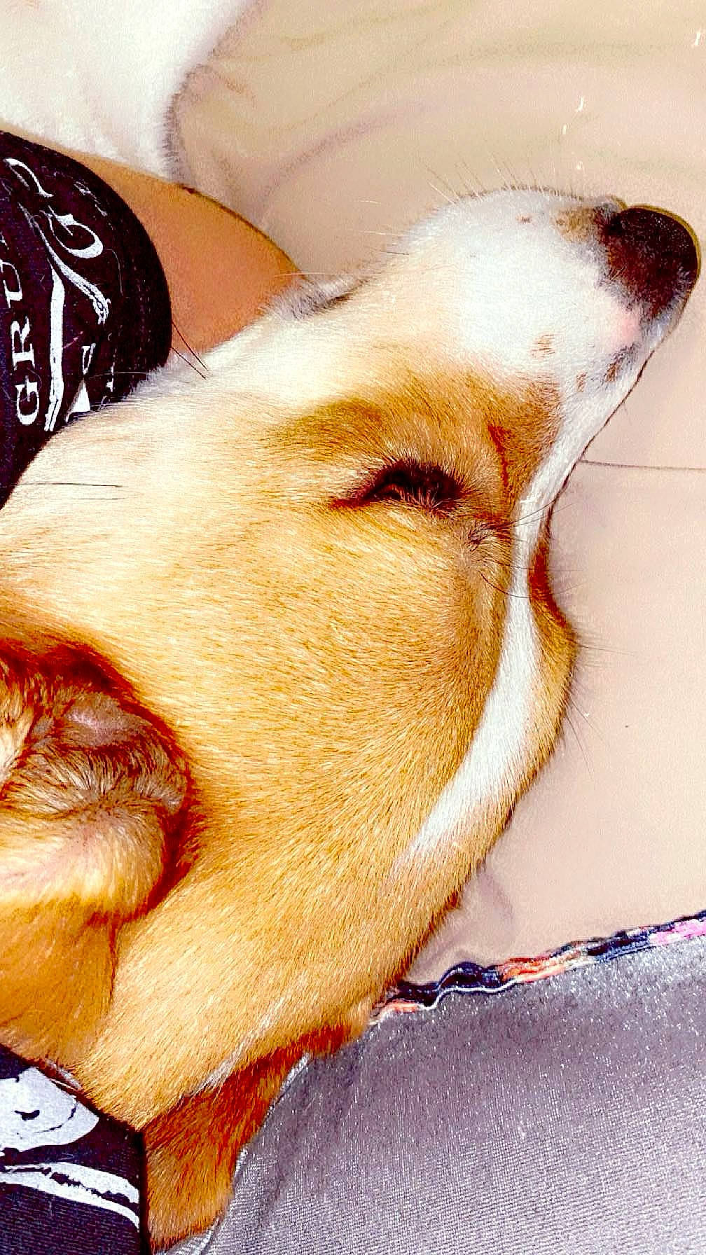 Beethoven is registered to the contest to win money with this photo: carnivore, close_up, comfort, companion_dog, dog, dog_breed, ear, fawn, felidae, fur, jaw, liver, nap, paw, small_to_medium_sized_cats, snout, sporting_group, whiskers, working_animal, wrinkle