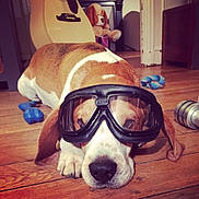 Helliott a rejoint le concours — aidez-le/la à gagner de superbes lots ! dog, dog_breed, dog_like_mammal, ear, eyewear, glasses, nose, snout, vision_care, whiskers