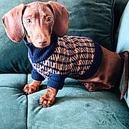 Arty participe au concours pour gagner de l'argent avec cette photo : brown_dog, canine, clothing, companion, cozy, cute, dachshund, dog, domestic, floppy_ears, furniture, green_couch, indoor, looking_at_camera, pet, puppy, sitting, small_dog, sweater, young_dog