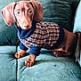 brown_dog, canine, clothing, companion, cozy, cute, dachshund, dog, domestic, floppy_ears, furniture, green_couch, indoor, looking_at_camera, pet, puppy, sitting, small_dog, sweater, young_dog