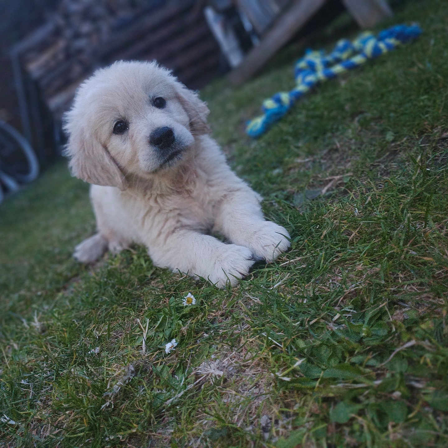 Loki participe au concours pour gagner de l'argent avec cette photo : animal, ball, bicycle, canine, dog, football, goldenretriever, grass, lawn, pet, plant, poodle, puppy, soccer, soccerball, sport, terrier, transportation, vehicle, whitedog