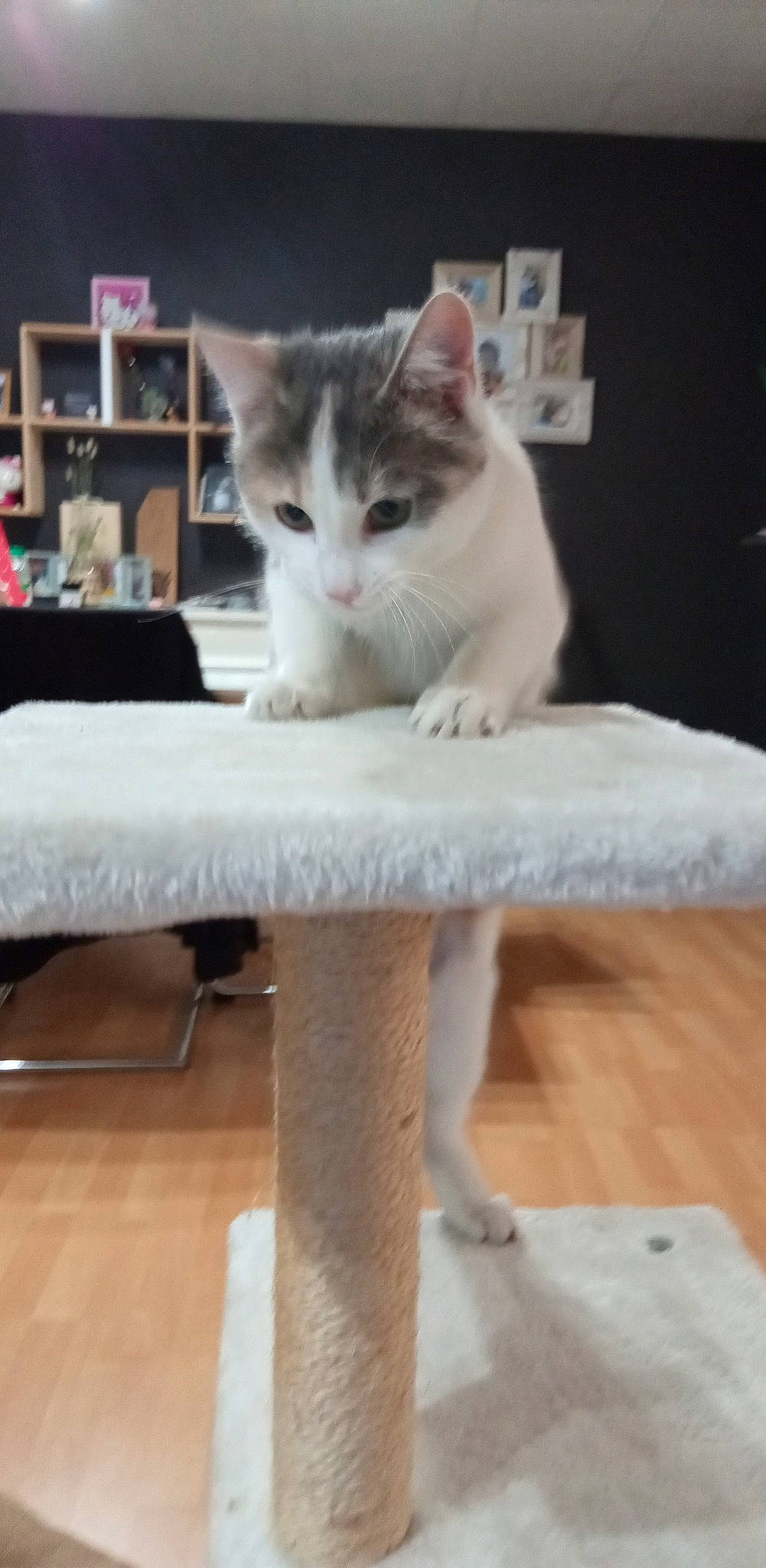 Mouna participe au concours pour gagner de l'argent avec cette photo : carnivore, cat, cat_supply, comfort, domestic_short_haired_cat, fawn, felidae, flooring, fur, furniture, hardwood, paw, pet_supply, sitting, small_to_medium_sized_cats, snout, table, tail, whiskers, wood