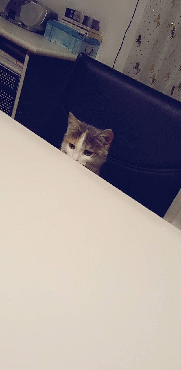 Mouna participe au concours pour gagner de l'argent avec cette photo : automotive_design, carnivore, cat, cloud, comfort, couch, domestic_short_haired_cat, felidae, flooring, grey, linens, mammal, room, small_to_medium_sized_cats, tail, tints_and_shades, vertebrate, whiskers, window, wood