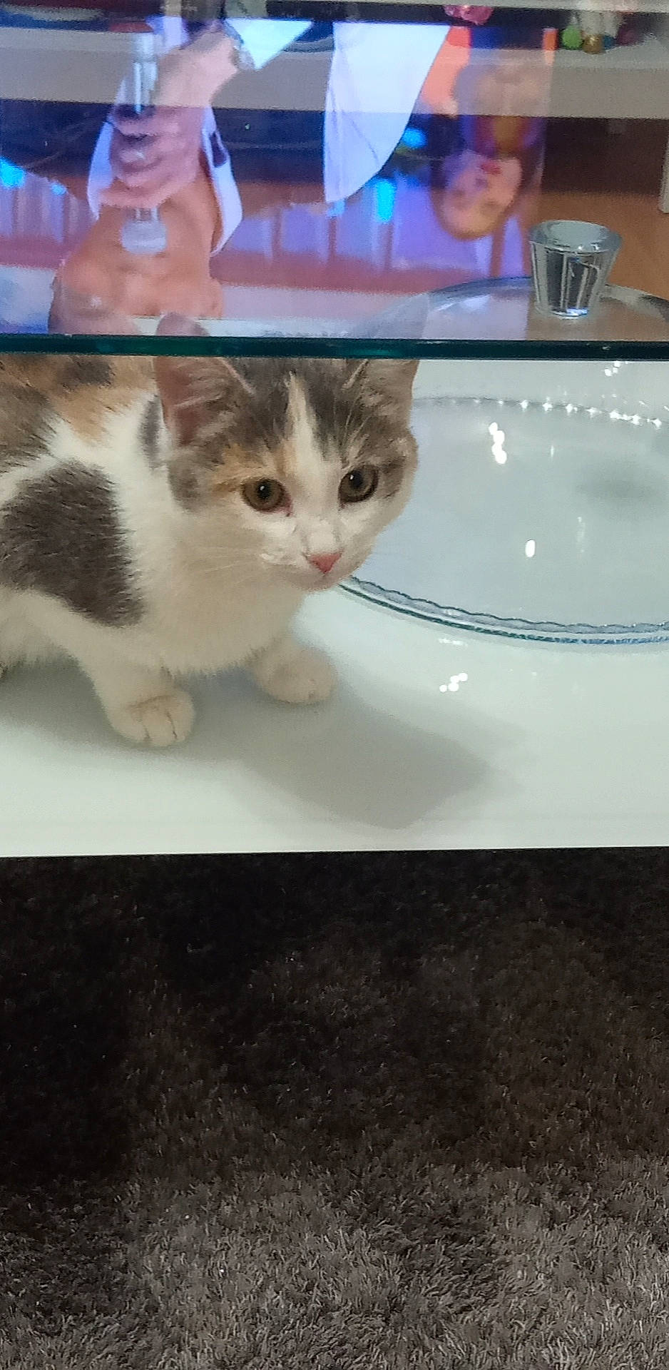 Mouna a rejoint le concours — aidez-le/la à gagner de superbes lots ! carnivore, cat, comfort, domestic_short_haired_cat, felidae, fur, paw, pet_supply, photo_caption, rectangle, small_to_medium_sized_cats, tail, trunk, vehicle_door, whiskers