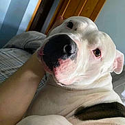 Chapo joined the competition — help win amazing prizes! animal, bed, black_patch, blue_wall, canine, close_up, comfort, cozy, dog, domestic, face, fur, hand, indoor, love, nose, pet, resting, white_dog, wooden_door