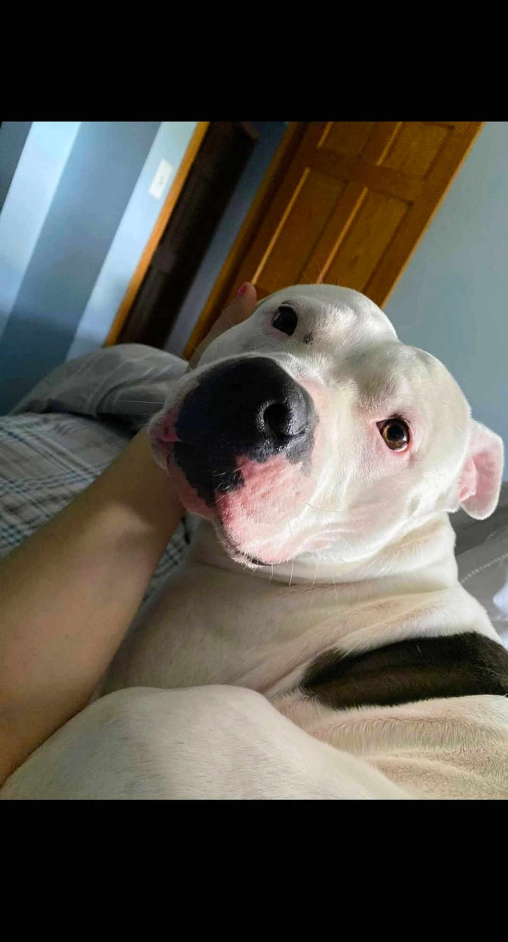 Chapo