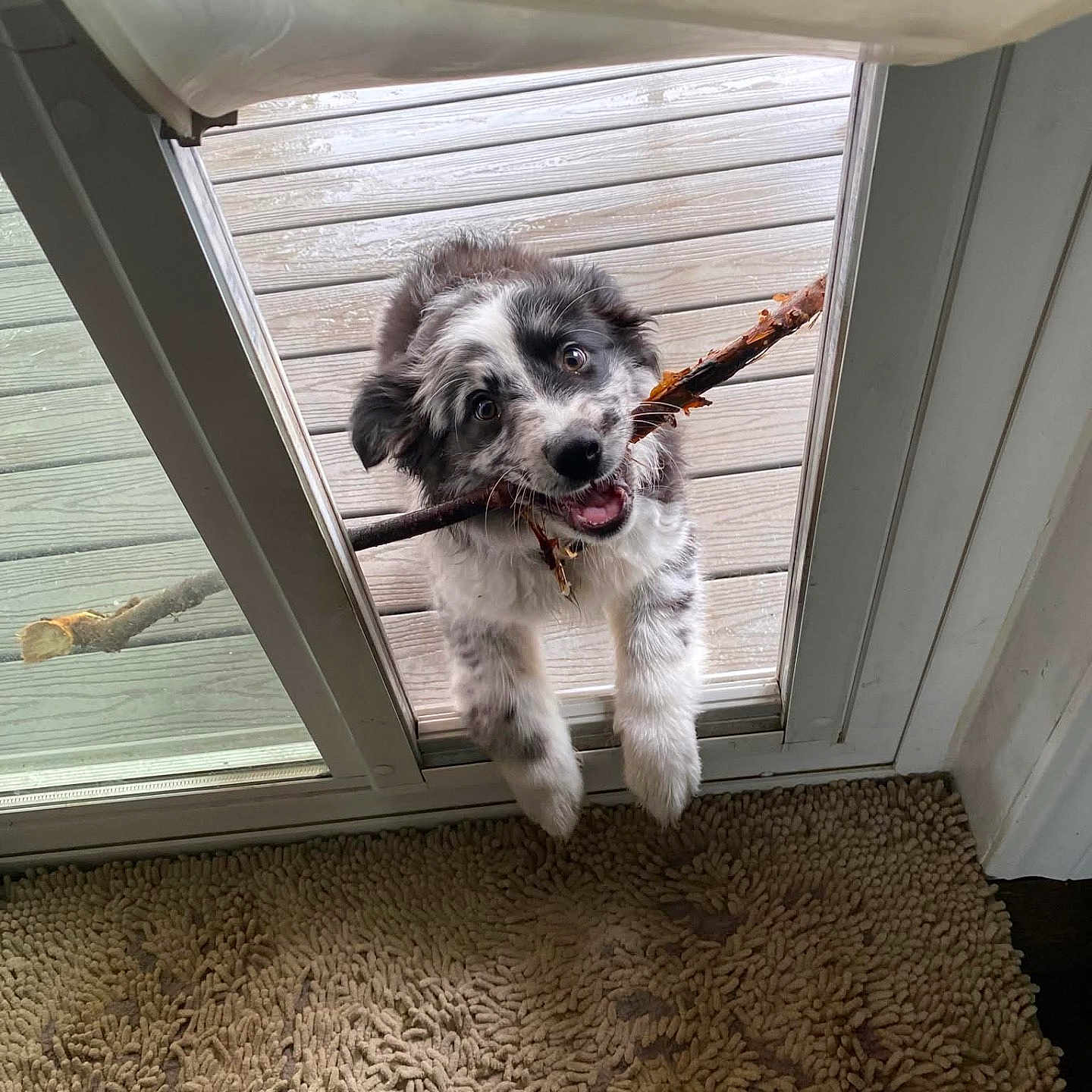 Sadie joined the competition — help win amazing prizes! animal, black_and_white, carpet, cute, dog, domestic_animal, door, front_door, fur, happy, indoors, outside, pet, playful, puppy, smiling, stick, tongue, wood, young