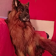 Nina participe au concours pour gagner de l'argent avec cette photo : dog, german_shepherd, pet, indoor, couch, red, fur, animal, mammal, relaxed, seated, portrait, looking_away, companion, domestic, cozy, furniture, long_hair, ears, calm