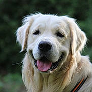 Viago participe au concours pour gagner de l'argent avec cette photo : dog, golden_retriever, outdoor, pet, animal, canine, tongue_out, happy, portrait, fur, collar, leash, nature, greenery, friendly, mammal, domestic, closeup, face, ears