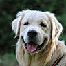 dog, golden_retriever, outdoor, pet, animal, canine, tongue_out, happy, portrait, fur, collar, leash, nature, greenery, friendly, mammal, domestic, closeup, face, ears