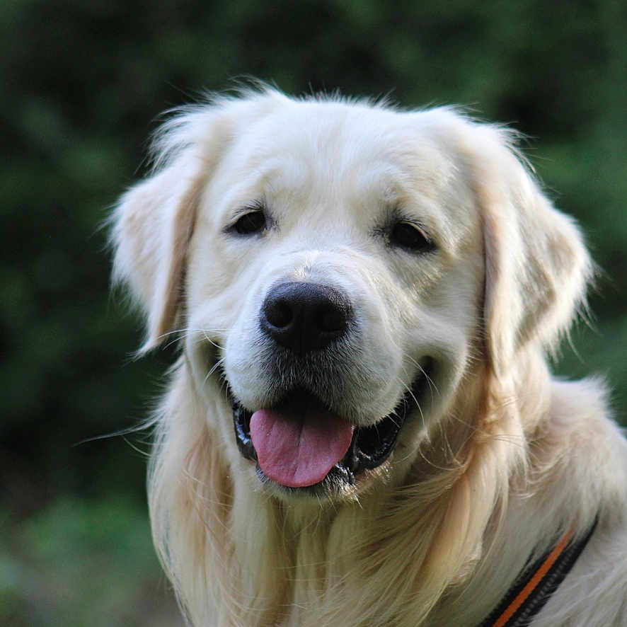 Viago participe au concours pour gagner de l'argent avec cette photo : dog, golden_retriever, outdoor, pet, animal, canine, tongue_out, happy, portrait, fur, collar, leash, nature, greenery, friendly, mammal, domestic, closeup, face, ears