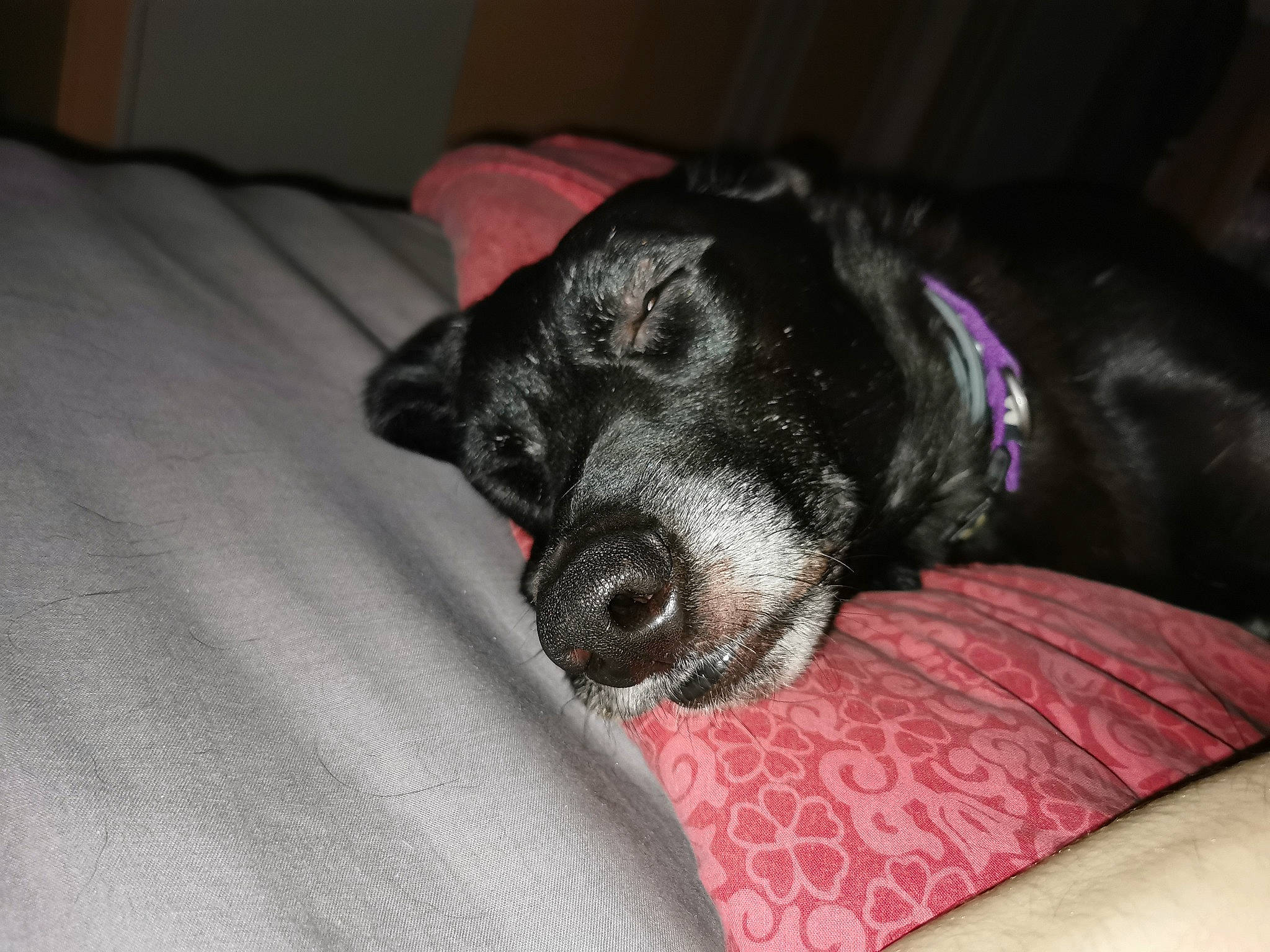 Roxy a rejoint le concours — aidez-le/la à gagner de superbes lots ! borador, canidae, carnivore, comfort, companion_dog, couch, dog, dog_breed, dog_supply, fur, grey, gun_dog, linens, nap, puppy, sleep, snout, sporting_group, whiskers, working_animal