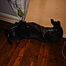 dog, black_dog, lying_down, wooden_floor, mat, curtain, indoor, pet, collar, relaxed, flooring, animal, fur, resting, quiet, home, domestic_animal, sleeping_position, shadow, peaceful
