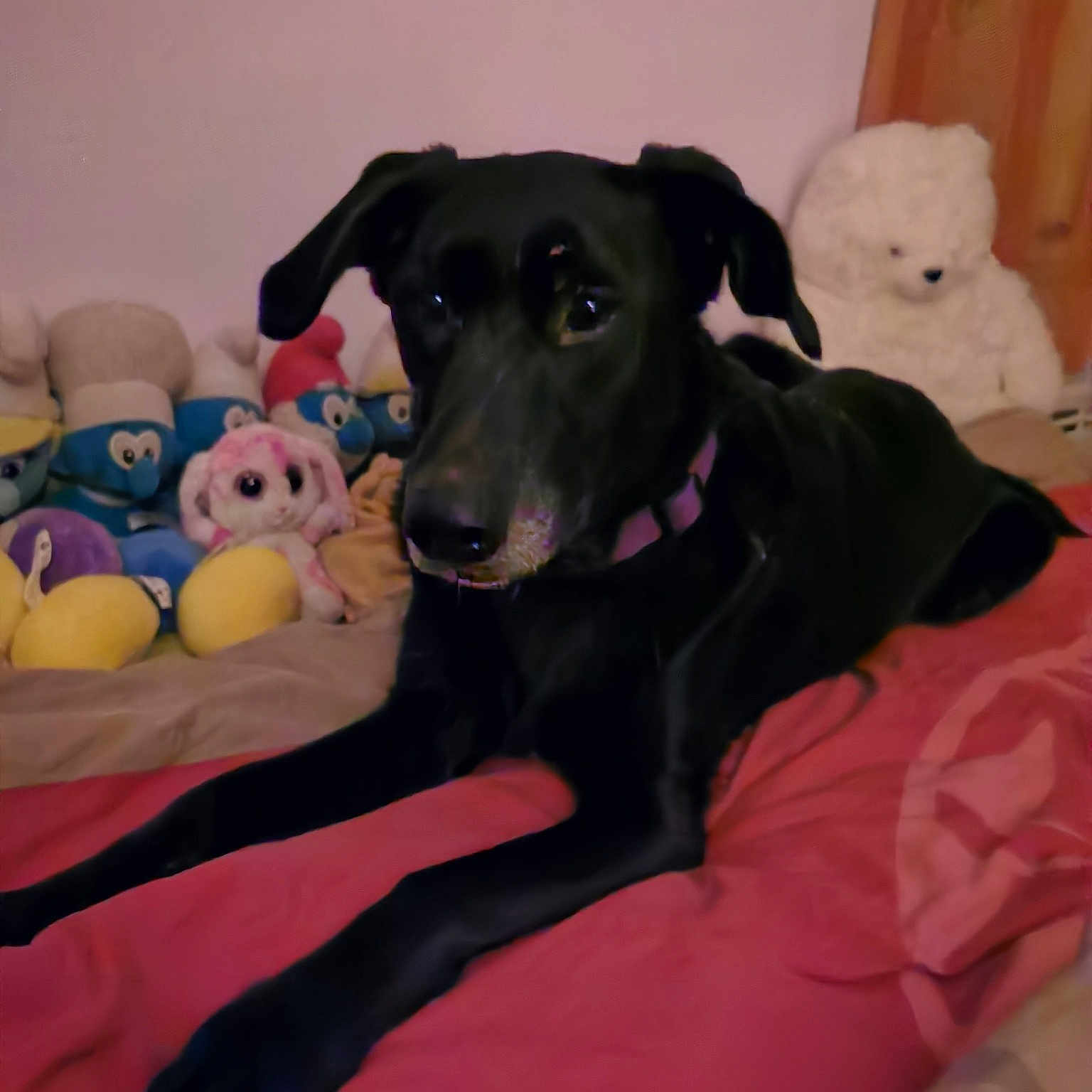 Roxy