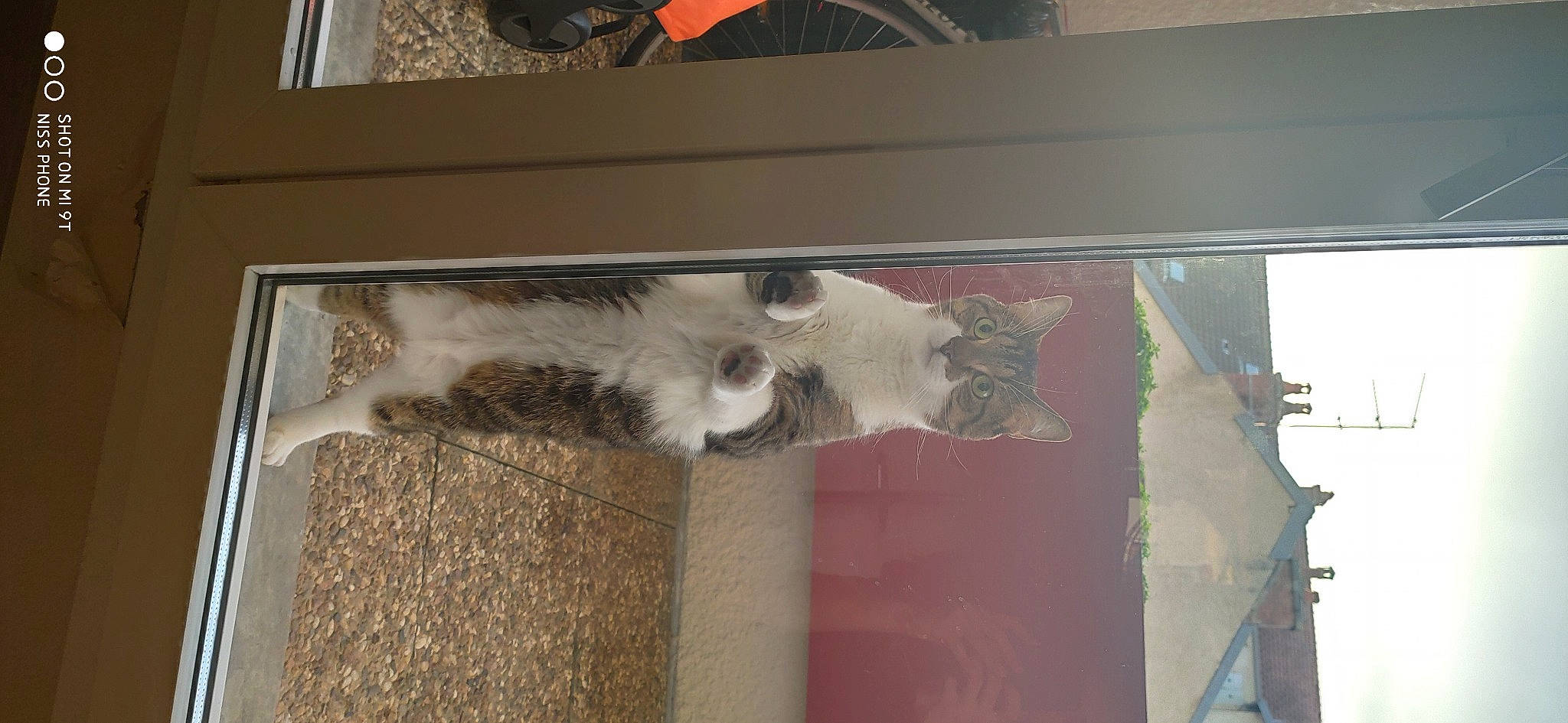 Jimmy participe au concours pour gagner de l'argent avec cette photo : art, canidae, carnivore, cat, dog_breed, domestic_short_haired_cat, fawn, felidae, flooring, fur, grey, hardwood, mammal, paw, small_to_medium_sized_cats, sporting_group, tail, vertebrate, whiskers, wood