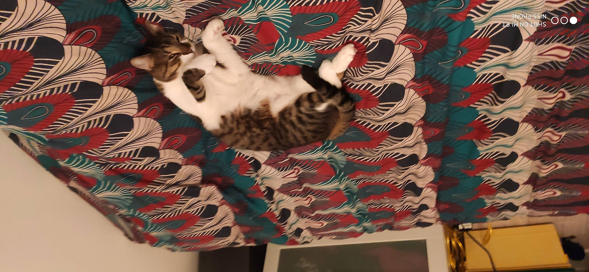 Jimmy a rejoint le concours — aidez-le/la à gagner de superbes lots ! carnivore, cat, cat_bed, cat_supply, comfort, domestic_short_haired_cat, fawn, felidae, fur, interior_design, linens, pattern, rectangle, small_to_medium_sized_cats, tail, textile, tree, whiskers, wood, wool