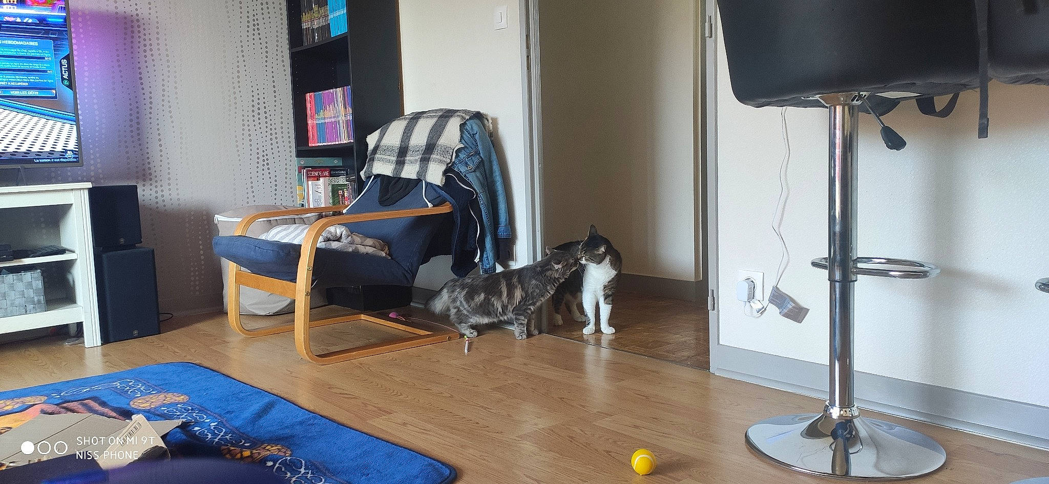 Rosco participe au concours pour gagner de l'argent avec cette photo : blue, carnivore, comfort, companion_dog, couch, dog, dog_breed, felidae, floor, flooring, grey, hardwood, interior_design, laminate_flooring, living_room, room, sporting_group, tail, wood, wood_flooring