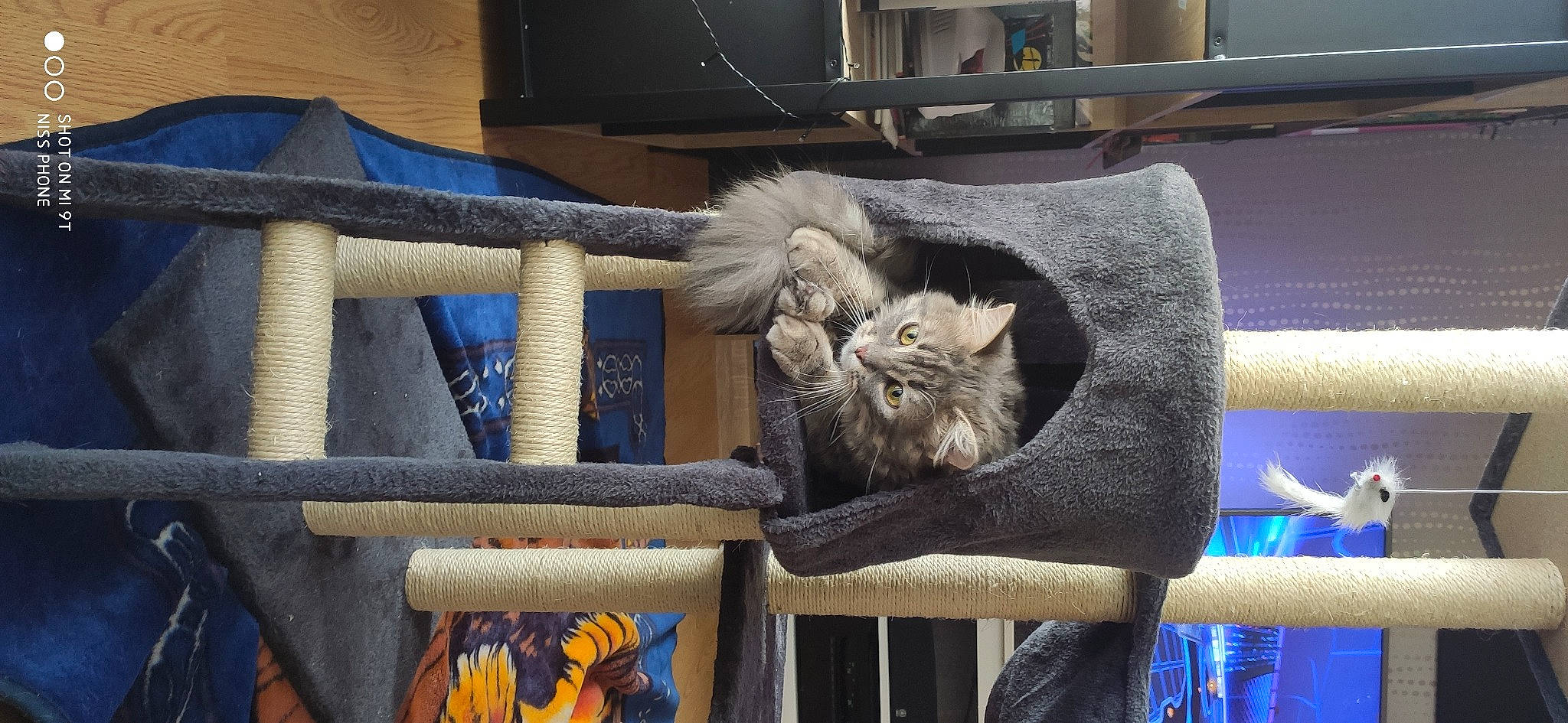 Rosco participe au concours pour gagner de l'argent avec cette photo : animal_shelter, basket, blue, box, carnivore, cat, cat_furniture, cat_supply, comfort, domestic_short_haired_cat, electric_blue, felidae, fur, room, sitting, small_to_medium_sized_cats, tail, thread, whiskers, wood