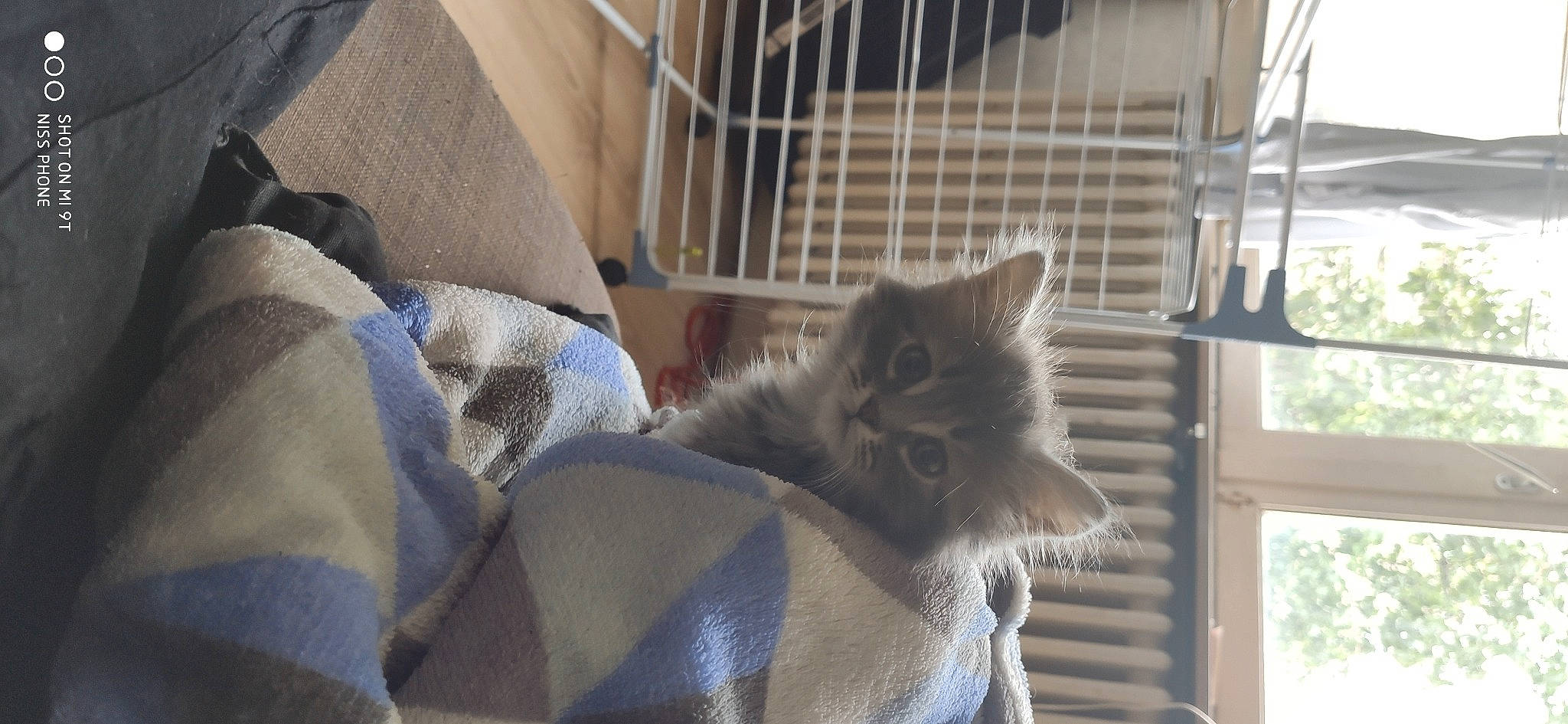 Rosco participe au concours pour gagner de l'argent avec cette photo : animal_shelter, british_longhair, cage, carnivore, cat, comfort, domestic_short_haired_cat, fawn, felidae, flooring, fur, grey, pet_supply, small_to_medium_sized_cats, snout, tail, whiskers, window, wood