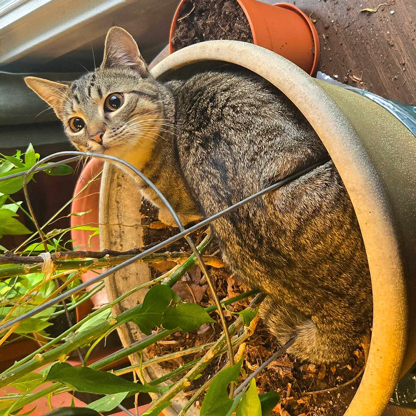 Catbert is registered to the contest to win money with this photo: abyssinian, alloywheel, animal, bucket, car, cat, cookware, jar, kitten, machine, pet, plant, planter, pot, pottedplant, pottery, soil, spoke, tire, vase