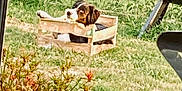 Aaron a rejoint le concours — aidez-le/la à gagner de superbes lots ! animal, backyard, canine, cozy, cute, dog, domestic, fence, grass, greenery, nature, outdoor, pet, plant, relaxed, resting, small, summer, sunlight, wooden_crate